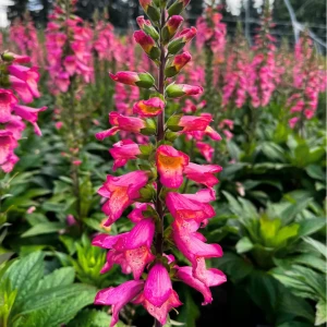 Naparstnica 'Berry Canary' C2