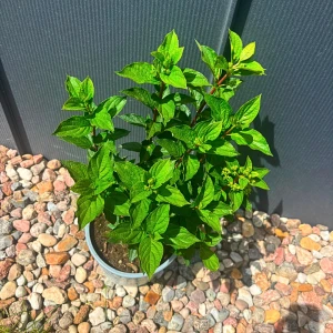 Hortensja bukietowa 'Limelight Prime' C5