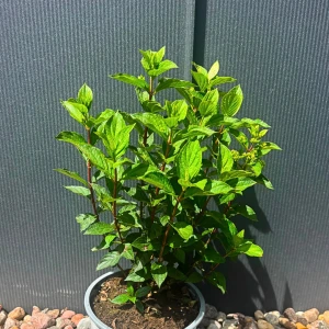 Hortensja bukietowa 'Limelight Prime' C5