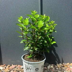 Hortensja bukietowa 'Limelight Prime' C5
