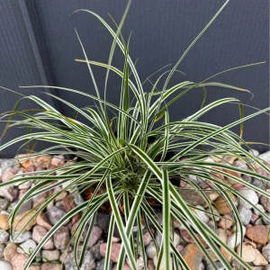 Turzyca oszimska 'Everest' C2