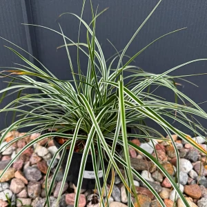 Turzyca oszimska 'Everest' C2