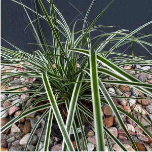 Turzyca oszimska 'Everest' C2