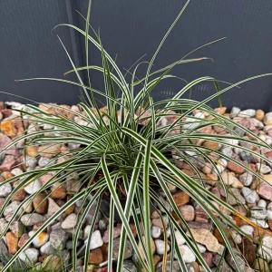 Turzyca oszimska 'Everest' C2