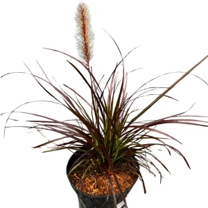 Rozplenica obca 'Rubrum' C2