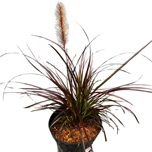 Rozplenica obca 'Rubrum' C2