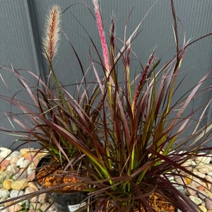 Rozplenica obca 'Rubrum' C2