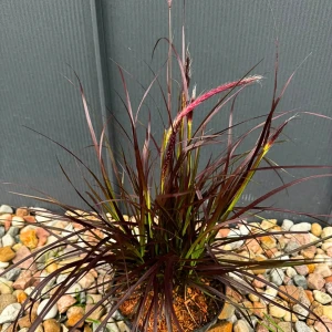 Rozplenica obca 'Rubrum' C2