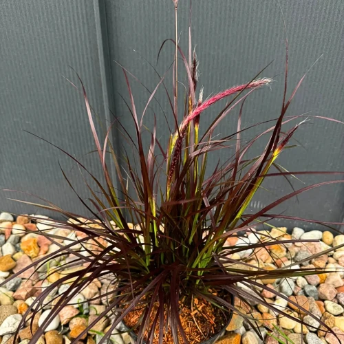 Rozplenica obca 'Rubrum' C2