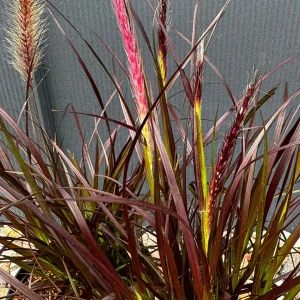 Rozplenica obca 'Rubrum' C2