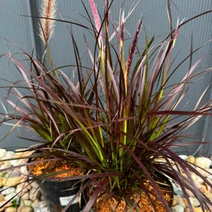 Rozplenica obca 'Rubrum' C2