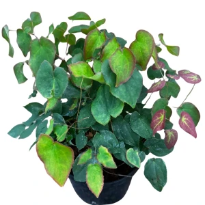 Epimedium x rubrum C2