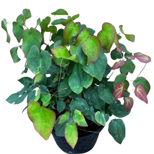 Epimedium x rubrum C2