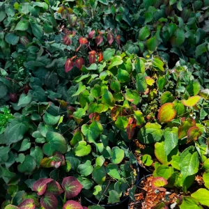 Epimedium x rubrum C2