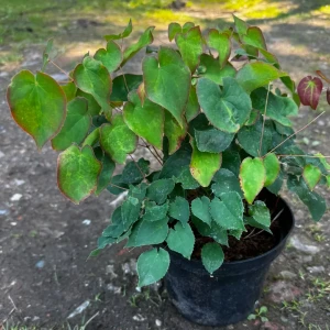 Epimedium x rubrum C2