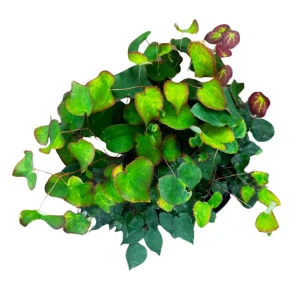 Epimedium x rubrum C2