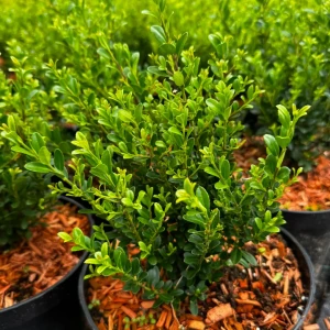 Ostrokrzew karbowanolistny 'Green Land' C2