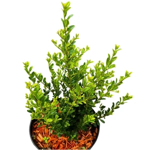 Ostrokrzew karbowanolistny 'Green Land' C2