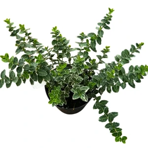 Trzmielina Fortune'a 'Emerald Gaiety' C2