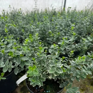 Trzmielina Fortune'a 'Emerald Gaiety' C2