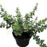 Trzmielina Fortune'a 'Emerald Gaiety' C2