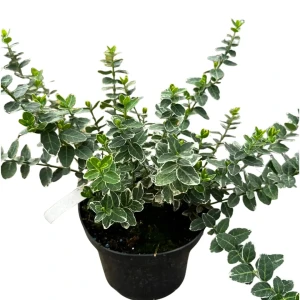 Trzmielina Fortune'a 'Emerald Gaiety' C2