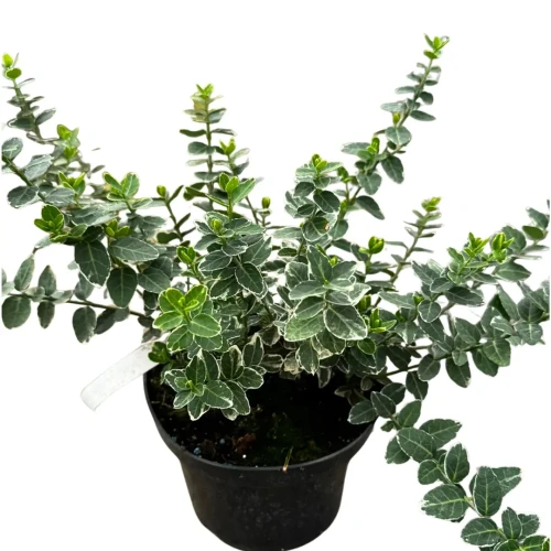 Trzmielina Fortune'a 'Emerald Gaiety' C2