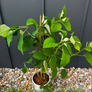 Hortensja krzewiasta 'Strong Annabelle'
