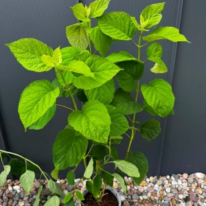 Hortensja krzewiasta 'Strong Annabelle'