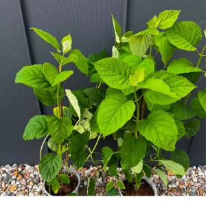 Hortensja krzewiasta 'Strong Annabelle'