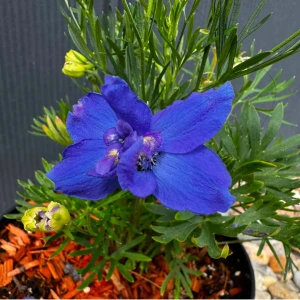 Ostróżka wielkokwiatowa 'Blue Butterfly' C3