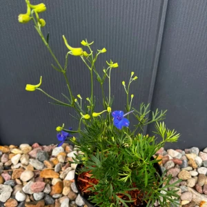 Ostróżka wielkokwiatowa 'Blue Butterfly' C3