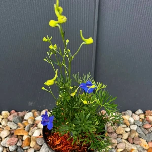 Ostróżka wielkokwiatowa 'Blue Butterfly' C3