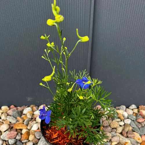 Ostróżka wielkokwiatowa 'Blue Butterfly' C3
