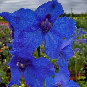 Ostróżka wielkokwiatowa 'Blue Butterfly' C3