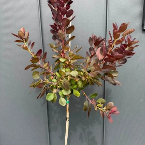Perukowiec podolski 'Royal Purple' C5