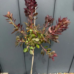 Perukowiec podolski 'Royal Purple' C5