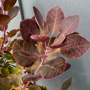 Perukowiec podolski 'Royal Purple' C5
