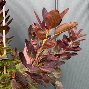 Perukowiec podolski 'Royal Purple' C5