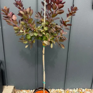 Perukowiec podolski 'Royal Purple' C5