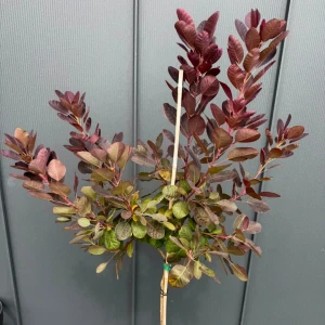 Perukowiec podolski 'Royal Purple' C5