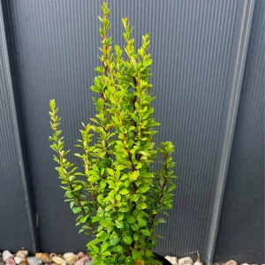 Berberys Thunberga 'Powwow' C2