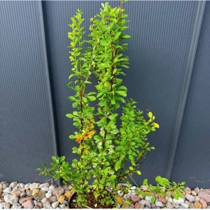 Berberys Thunberga 'Powwow' C2