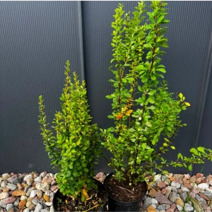 Berberys Thunberga 'Powwow' C2