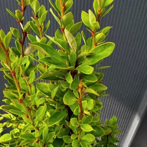 Berberys Thunberga 'Powwow' C2