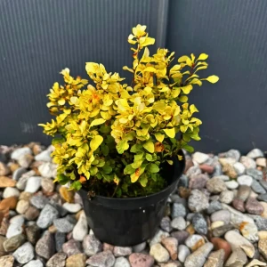 Berberys Thunberga 'Goldalita' C2