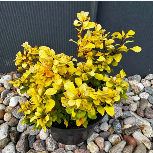 Berberys Thunberga 'Goldalita' C2