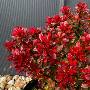 Berberys Thunberga 'Bagatelle' C5