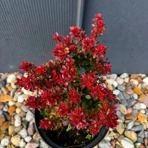 Berberys Thunberga 'Bagatelle' C5