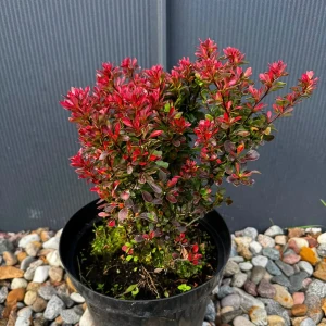 Berberys Thunberga 'Bagatelle' C5